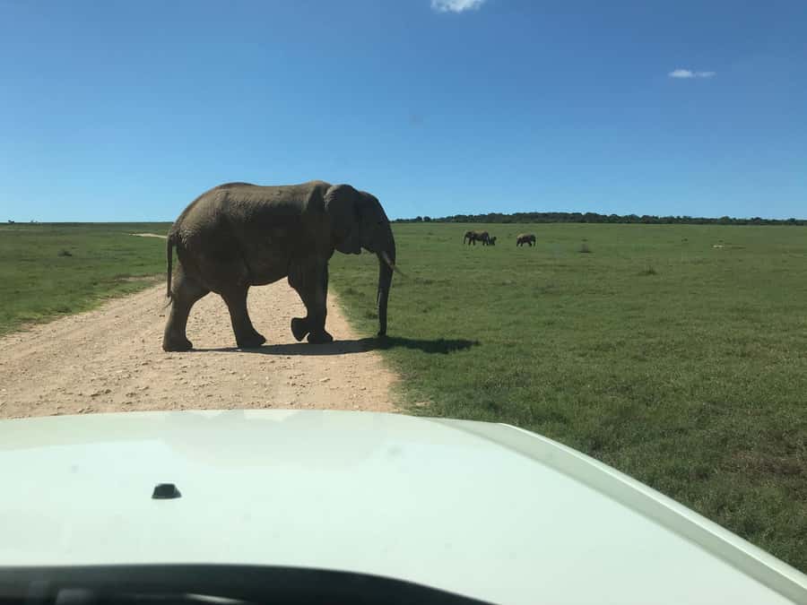 : Addo Elephant National Park Safari Half Day - Is $152 Good Value?