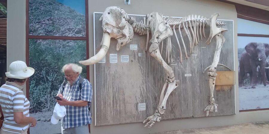 : Addo Elephant National Park Safari Half Day - Who Should Choose This Addo Safari?