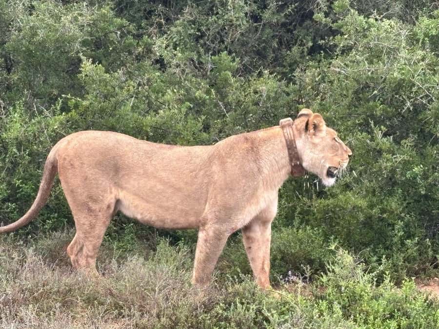 : Addo Elephant National Park Safari Half Day - What You Might See in Four Hours