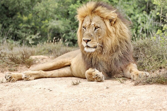 Addo Elephant National Park Tour - Full day of Wildlife Wonders - Why Addo makes a good Port Elizabeth safari
