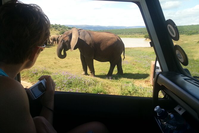 Addo Elephant National Park Tour - Full day of Wildlife Wonders - Who will enjoy this seven-hour outing