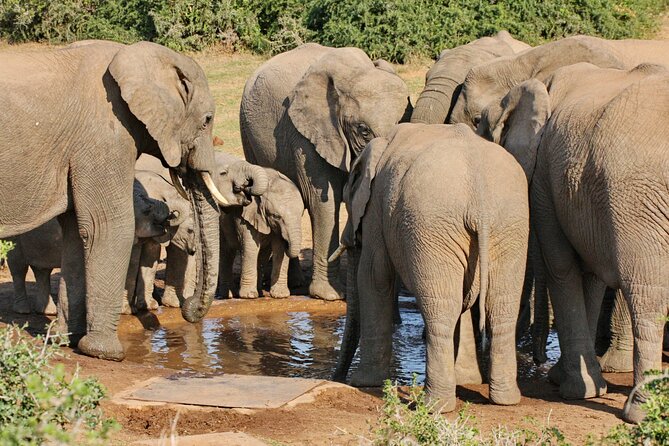 Addo Elephant National Park Tour - Full day of Wildlife Wonders - A 9:00 a.m. pickup from Port Elizabeth