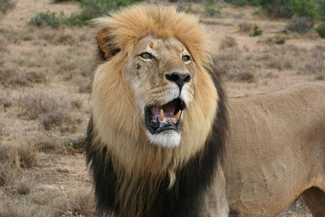 Addo Elephant National Park Tours from Port Elizabeth - Key points to know before you book