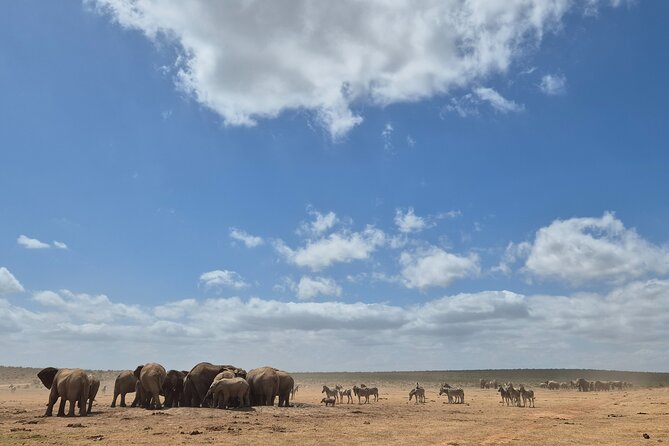Addo Elephant National Park Tours from Port Elizabeth - Half-day or full-day: choosing the right length