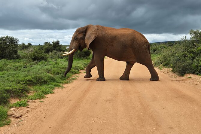 Addo Elephant National Park Tours from Port Elizabeth - What the $142.93 price is really buying