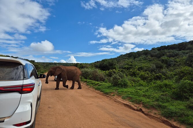 Addo Elephant National Park Tours from Port Elizabeth - The guide’s role in making the day better