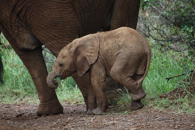 Addo Elephant National Park Tours from Port Elizabeth - Heat, timing, and the small practical matters