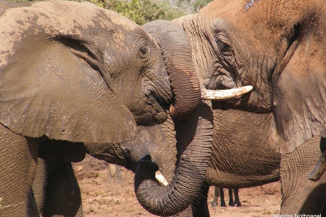 Addo Elephant National Park Tours from Port Elizabeth - What happens inside Addo Elephant National Park
