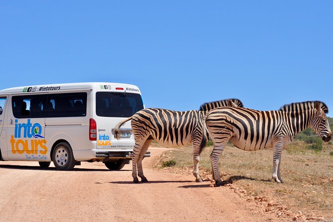 Addo Elephant Park All-Inclusive Day Safari from Port Elizabeth - Why the two game drives help