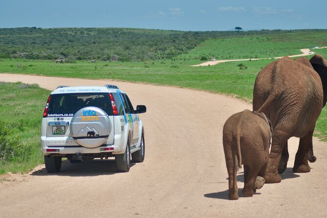 Addo Elephant Park All-Inclusive Day Safari from Port Elizabeth - The main camp stop