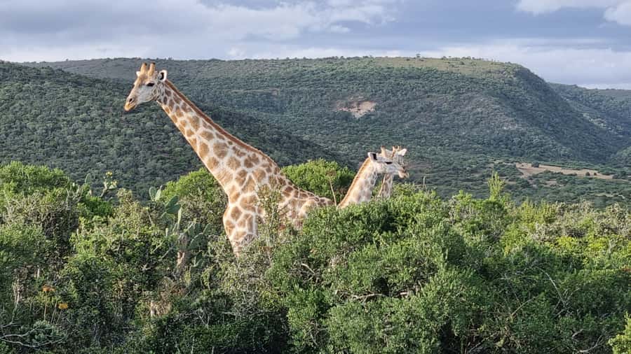 Addo Elephant Park and Giraffe Walk Full Day Safari - Six hours among Addo’s elephants