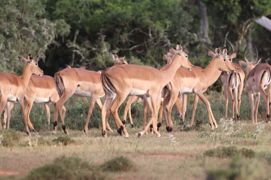 Addo Elephant Park and Giraffe Walk Full Day Safari - What you might see inside Addo