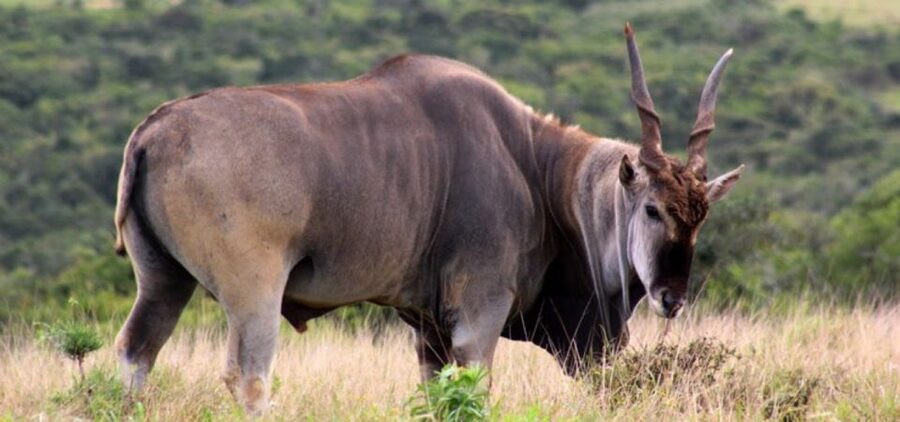 Addo Elephant Park and Giraffe Walk Full Day Safari - Is $211 a fair price?