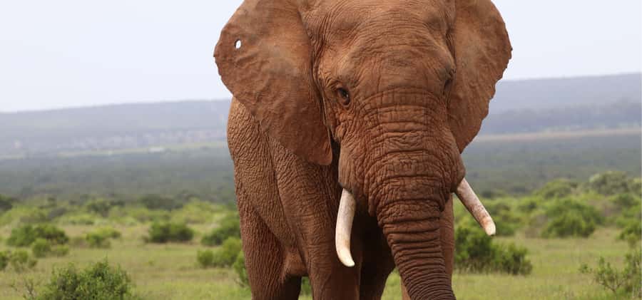 Addo Elephant Park and Giraffe Walk Full Day Safari - Timing matters for cruise passengers