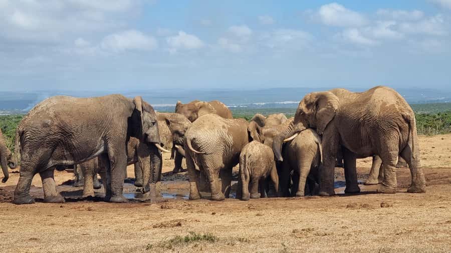 Addo Elephant Park and Giraffe Walk Private Full Day Safari - Why this Addo and giraffe combination works