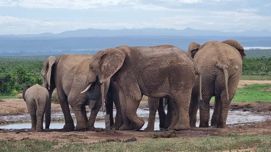 Addo Elephant Park and Giraffe Walk Private Full Day Safari - Addo Elephant National Park and its elephant country