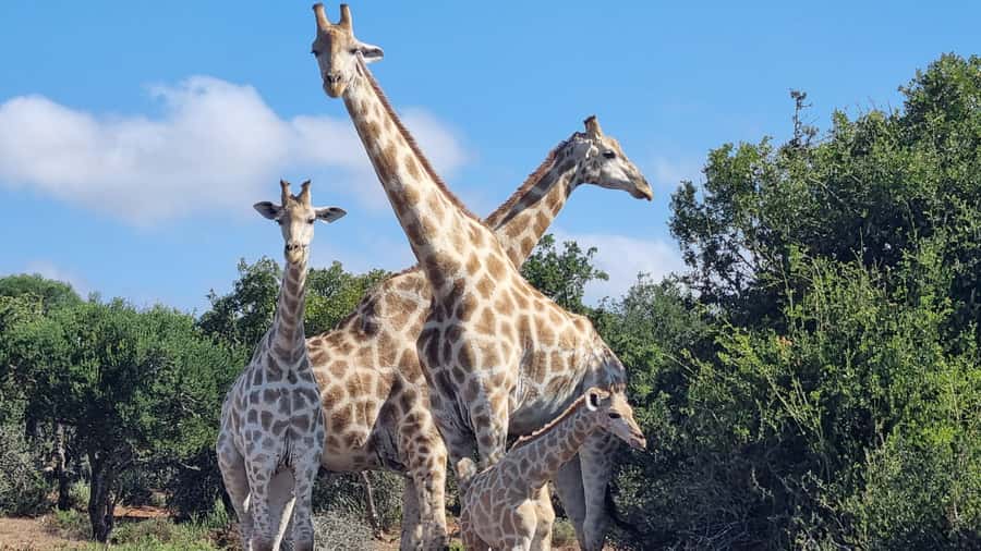Addo Elephant Park and Giraffe Walk Private Full Day Safari - The braai lunch inside the park