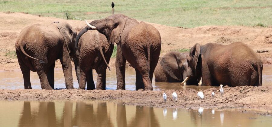 Addo Elephant Park and Giraffe Walk Private Full Day Safari - What $280 per person buys you