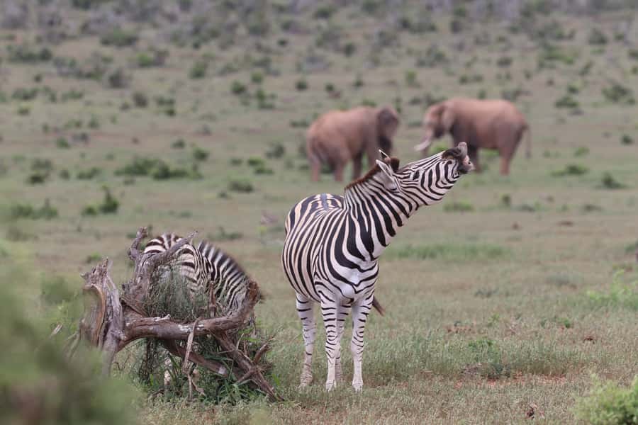 Addo Elephant Park and Giraffe Walk Private Full Day Safari - Who should book this safari