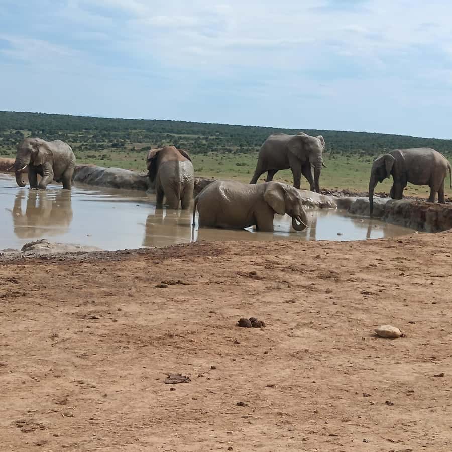 Addo Elephant Park and Kragga Kamma Game Park Combo - Two parks, two different wildlife experiences