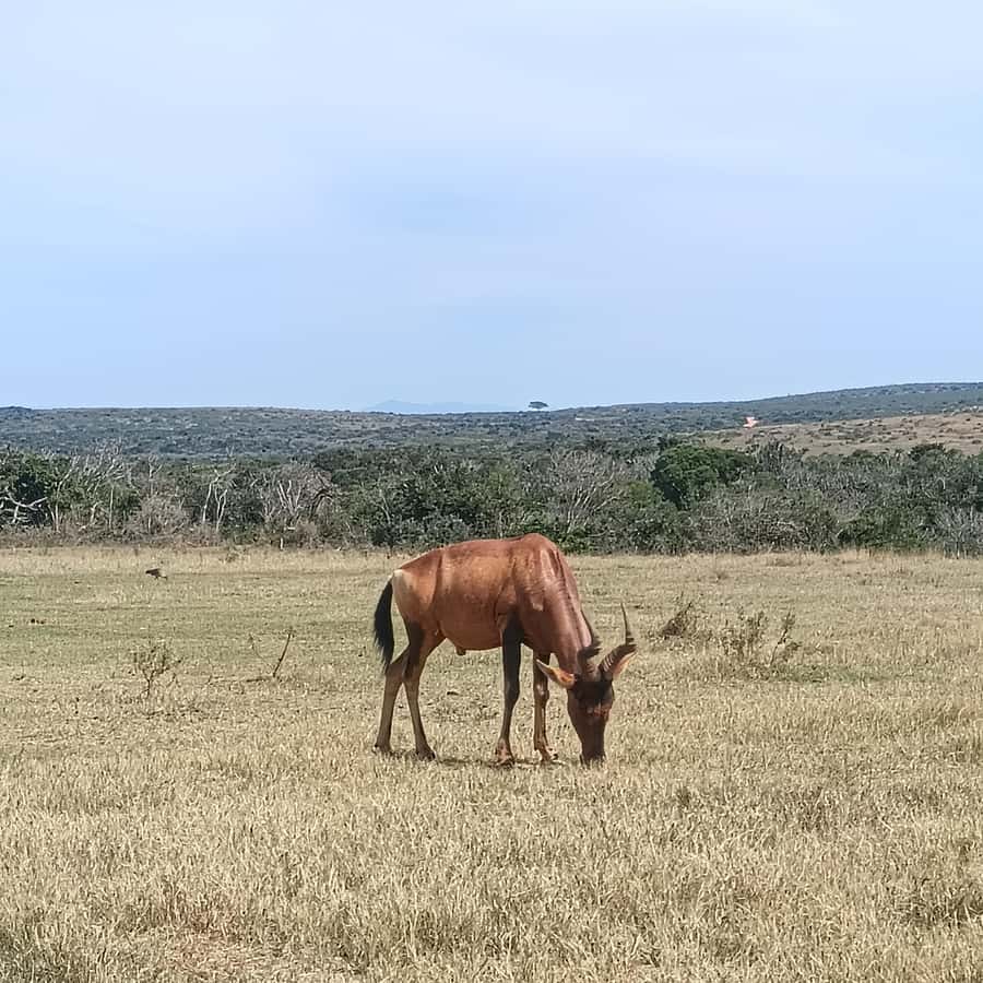 Addo Elephant Park and Kragga Kamma Game Park Combo - The Nanaga Farm Stall stop and a proper South African lunch