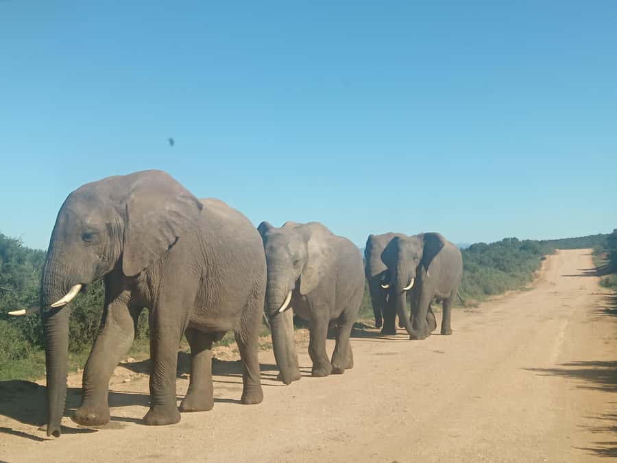 Addo Elephant Park and Kragga Kamma Game Park Combo - What the closed vehicle means for your day