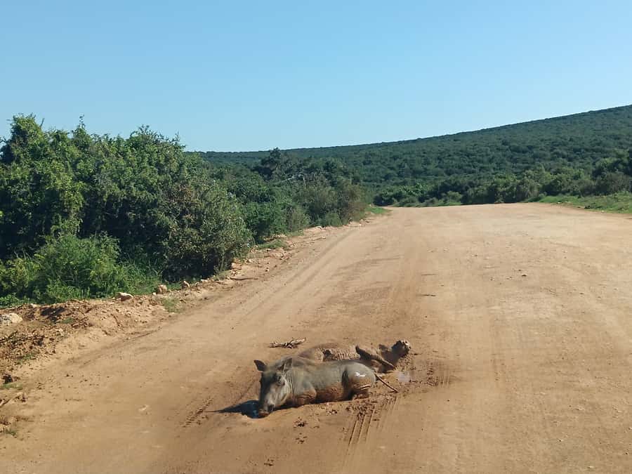 Addo Elephant Park and Kragga Kamma Game Park Combo - Who should book this Eastern Cape day trip?
