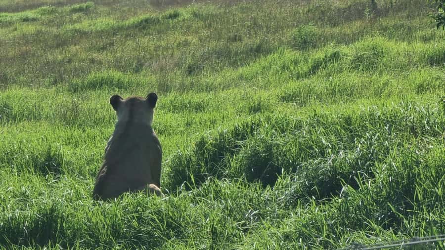 Addo Elephant Park and Kragga Kamma Game Park Combo - Should you book it?