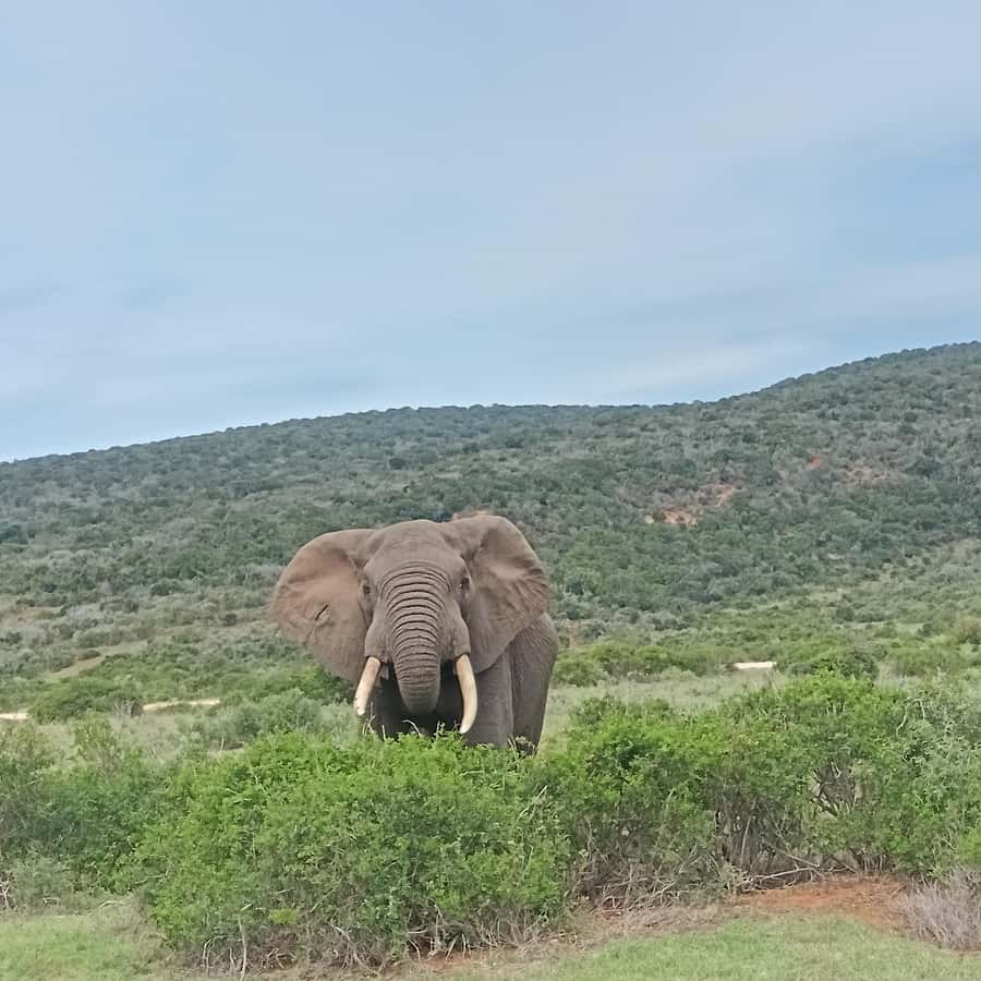 Addo Elephant Park and Kragga Kamma Game Park Combo - Addo’s five-hour search for elephants and the Big 5