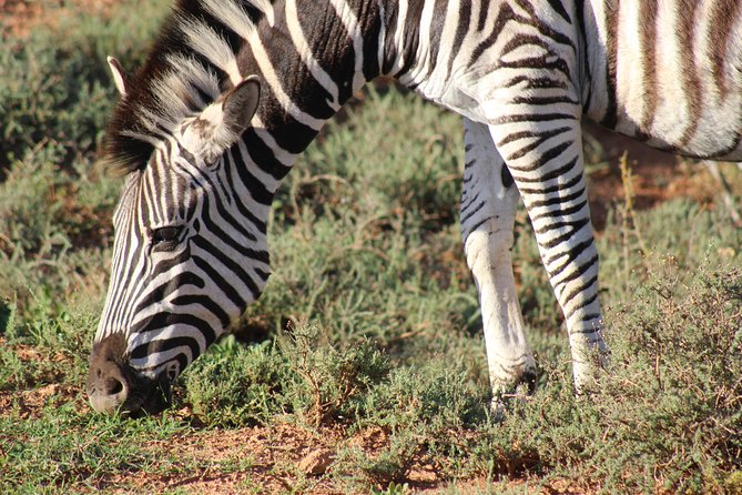 Addo Elephant Park multi-day Photo Safari - Day one: East London sights and Steve Biko’s legacy