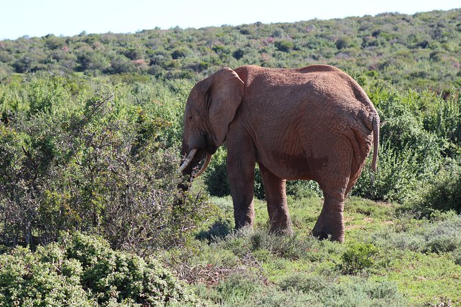 Addo Elephant Park multi-day Photo Safari - Booking advice and cancellation terms