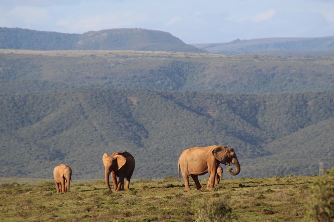 Addo Elephant Park multi-day Photo Safari - Day two: nine hours inside Addo Elephant National Park