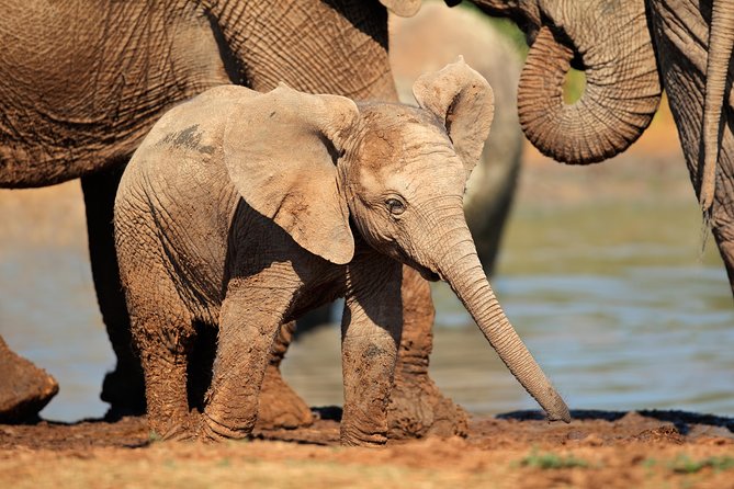 Addo Elephant Park Safari & Shore Excursion from Port Elizabeth - Morning and afternoon game drives