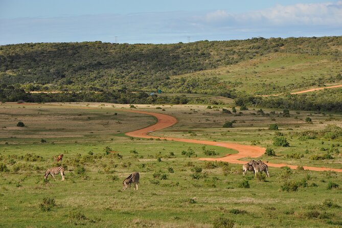 Addo Elephant Park Safari & Shore Excursion from Port Elizabeth - Picnic lunch and the main camp stop