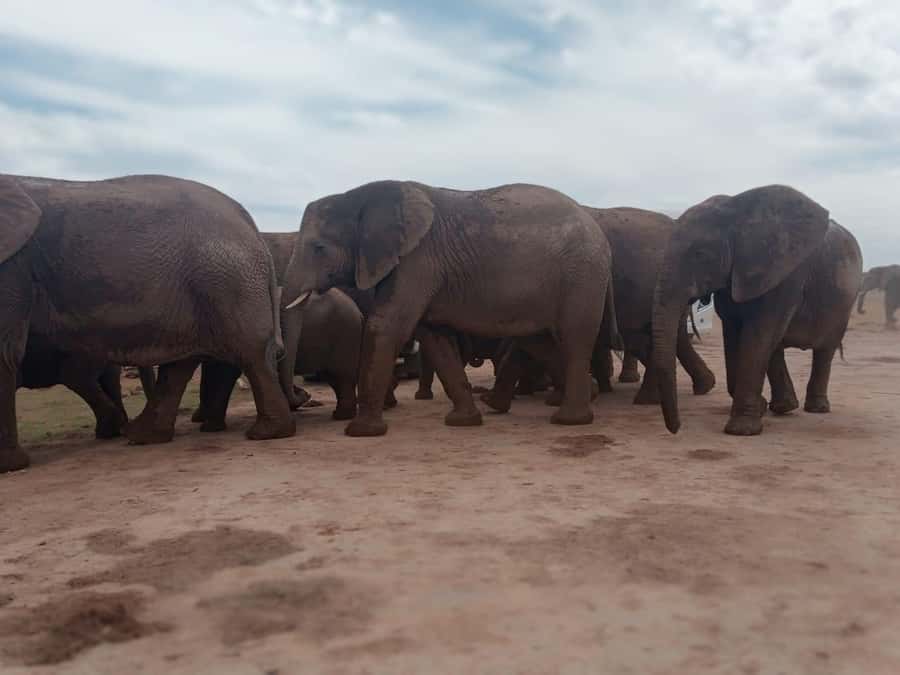 Addo Elephant Park:Safari Tour meet Big 5 to be satisfied - Meeting OTTOURS at the Port Elizabeth harbour