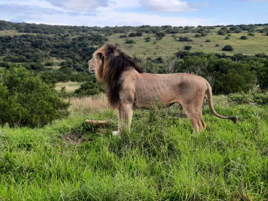 Addo Elephant Park:Safari Tour meet Big 5 to be satisfied - Searching for elephants, buffalo, zebras, and more