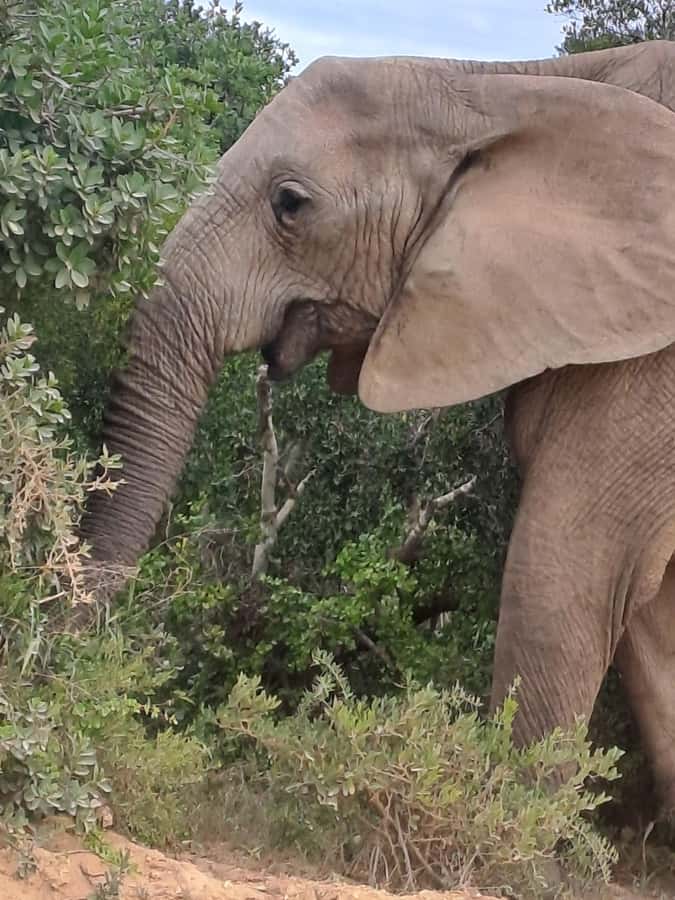 Addo Elephant Park:Safari Tour meet Big 5 to be satisfied - What you learn at the Interpretation Centre