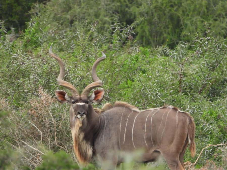 Addo Elephant Park:Safari Tour meet Big 5 to be satisfied - Who will enjoy this Addo safari most?