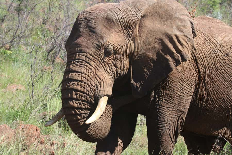 Addo Elephant Park Tours. Full Day - From Port Elizabeth to Addo Elephant Park