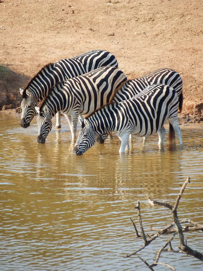 Addo Elephant Park Tours. Full Day - Elephants and the Addo waterholes