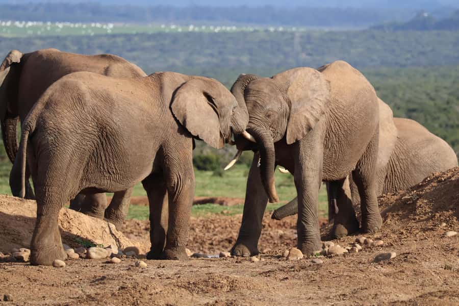 Addo Elephant Park Tours. Full Day - Breakfast, coffee, and the local BBQ