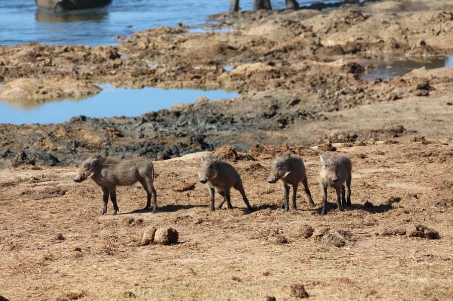 Addo: Game Drive in Addo Elephant National Park Private - Key points before you book