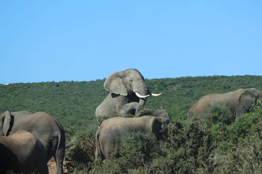 Addo: Game Drive in Addo Elephant National Park Private - A full day built around Addo’s wildlife