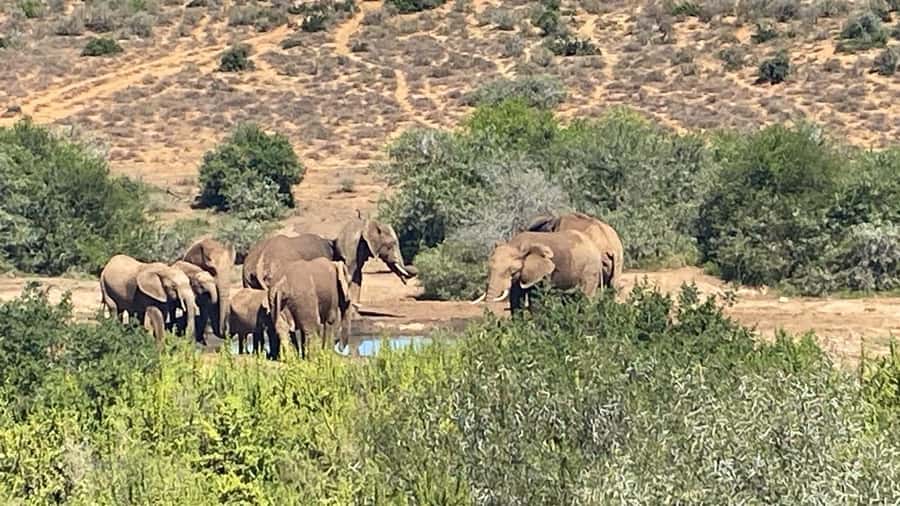Addo: Game Drive in Addo Elephant National Park Private - What the private vehicle changes