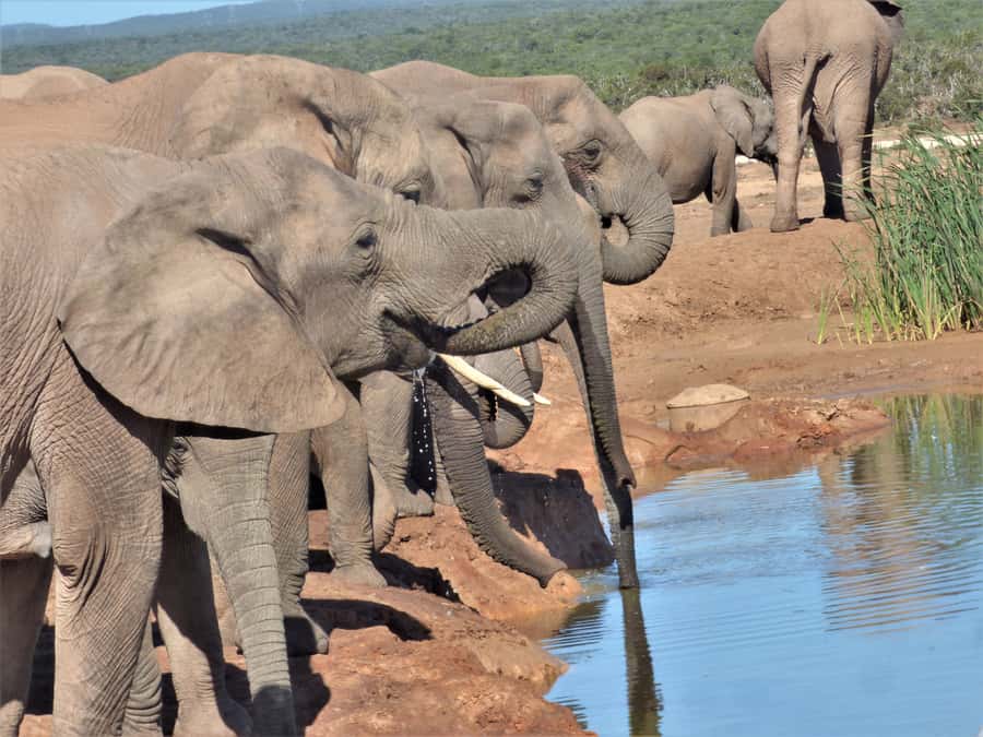 Addo National Park: Full-Day Safari Tour - Key points to know before you book