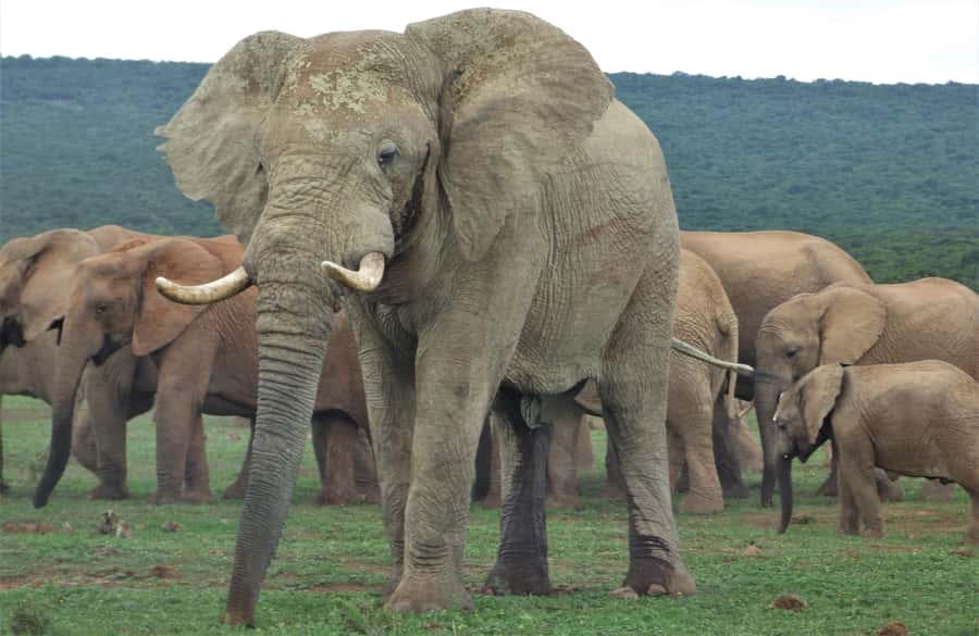 Addo National Park: Full-Day Safari Tour - The first park section: patient searching and useful context