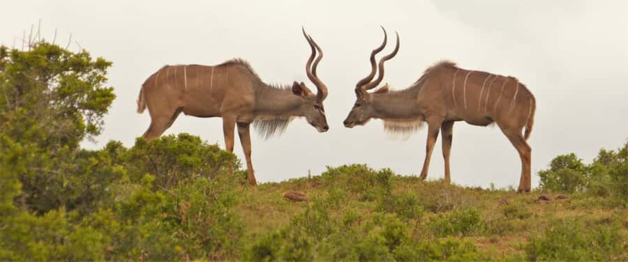 Addo National Park: Full-Day Safari Tour - Crossing into the southern viewing area