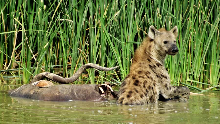 Addo National Park: Full-Day Safari Tour - The braai lunch is more than a meal break