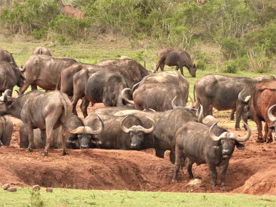 Addo National Park: Full-Day Safari Tour - Weather, children, and the right kind of safari day