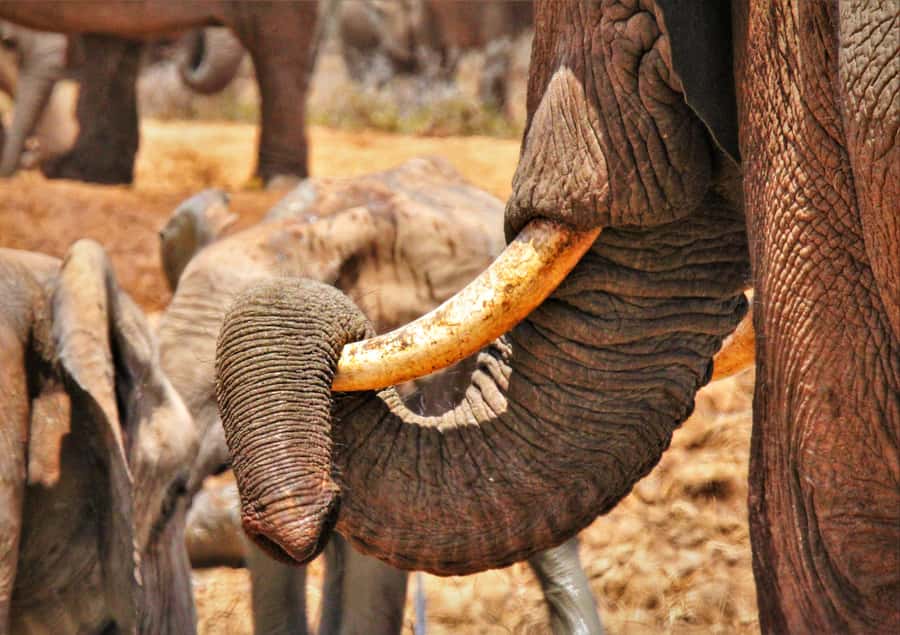 Addo National Park: Full-Day Safari Tour - Who should book this Addo safari?